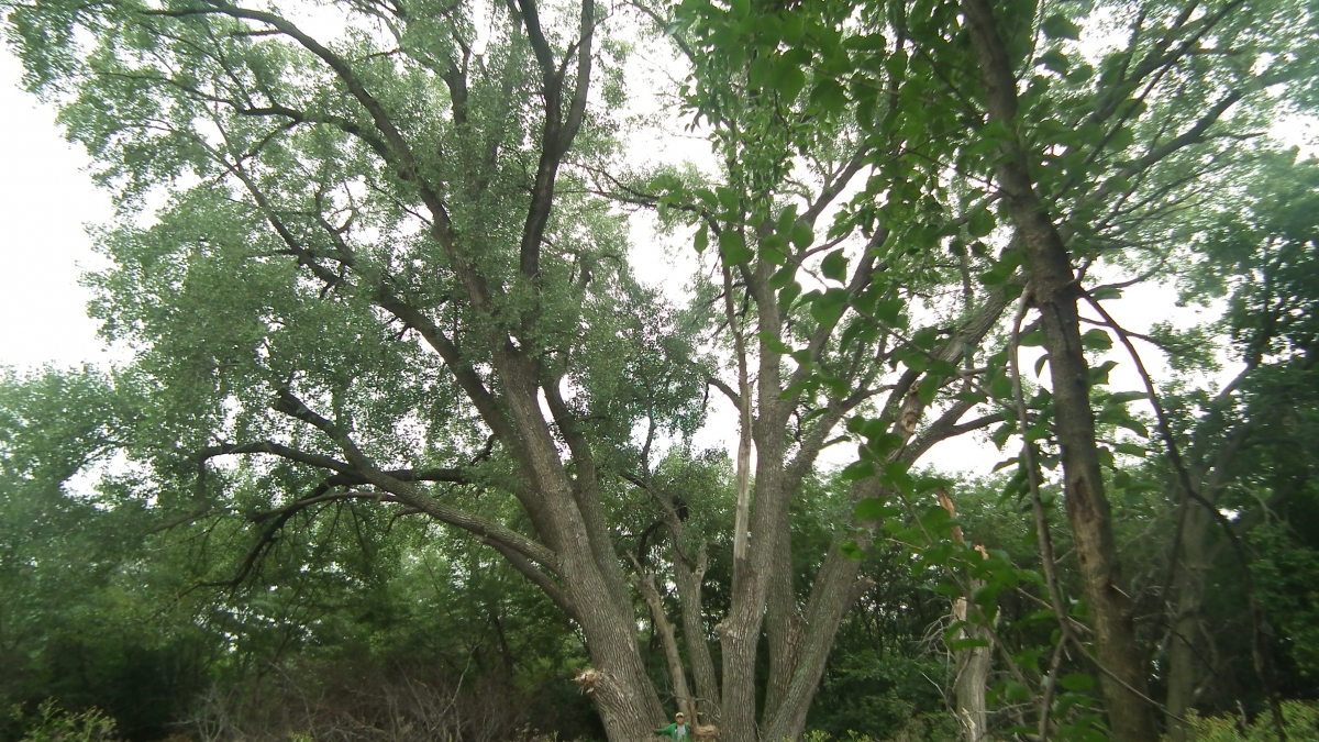 Nebraska Cottonwood Tree Takes National Title IANR News